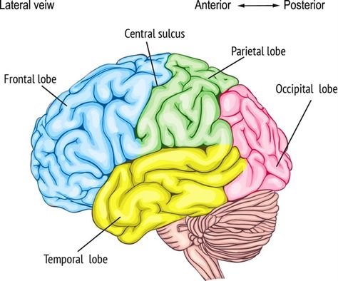 The frontal lobe is the largest of the four lobes of the human brain and is located at the front of the central sulcus. Brain Lobes, Brain Diagram, Brain Models, Occipital Lobe, Nursing School Essential, Cerebral Cortex, Frontal Lobe, The Human Brain, Psychology Disorders