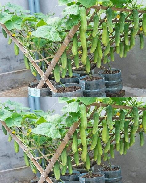 Plantarea Legumelor, Vertical Vegetable Gardens, Cucumber Trellis, Small Vegetable Gardens, نباتات منزلية, Vegetable Garden Diy, Plants Growing, Backyard Vegetable Gardens, Veg Garden