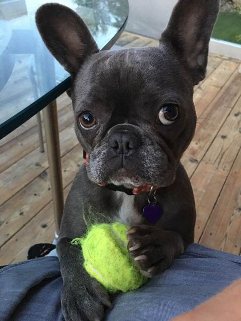 #French Bulldogs, English Bulldog Puppies, French Bulldog Puppies, Bulldog Francese, Cele Mai Drăguțe Animale, Francia Bulldog, Frenchie Puppy, Cute French Bulldog, Cute Dogs And Puppies Bulldog Francese, Frenchie Bulldog, English Bulldog Puppies, Cute French Bulldog, French Bull, French Bulldog Puppies, Cute Dogs And Puppies, Bulldog Puppies, French Bulldogs