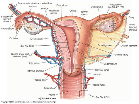 Diagnostic Medical Sonography Student, Human Body Vocabulary, Anatomy Education, Diagnostic Medical Sonography, Nursing School Essential, Nursing School Motivation, Basic Anatomy And Physiology, Medical Videos, Biology Facts