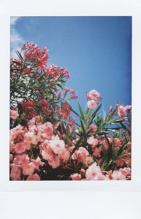 Polaroid Photography, Aesthetic Filter, Polaroid Pictures, Graphic Wallpaper, Painting Art Projects, 가을 패션, Film Aesthetic, Flowers Nature, Sky Aesthetic