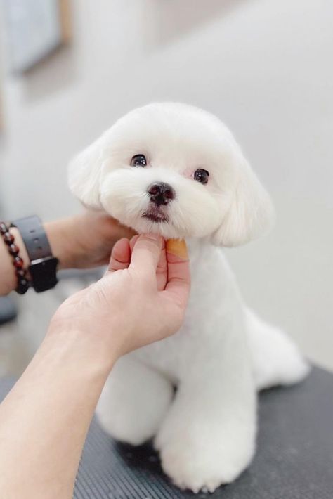 really cute dogs, White Maltese Dog with teddy bear cut Maltese Teddy Bear Haircut, Teddy Bear Dog Haircut Maltese, Maltese Haircut Teddy Bear, Maltese Haircut Hairstyles, Maltese Female Haircut, Maltese Grooming Styles, Maltese Dogs Haircuts Teddy Bears, Morkie Haircut Hairstyles Teddy Bears, Maltese Dogs Long Hair