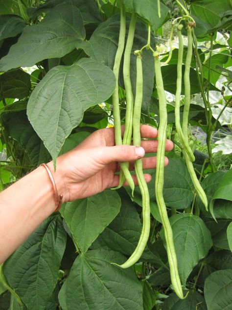 Fortex pole beans are great for tiny gardens. The slender 'filet' bean grows over 10” long, has a nutty flavor and the pods are stringless. It can be harvested early or late, small or large, and still be as super tasty as ever.  So early beans at 6" long are delicious and so are the more mature, longer ones! Beans germinate when soil temp is at 60°-80° F.  Water well during hot dry periods and do not over fertilize which results in a surplus of foliage and low, delayed pod growth. Delicious Green Beans, How To Soak Beans, Pole Beans, Bean Seeds, Tree Seeds, Garden Architecture, Seed Company, Plant Spacing, Sun And Water