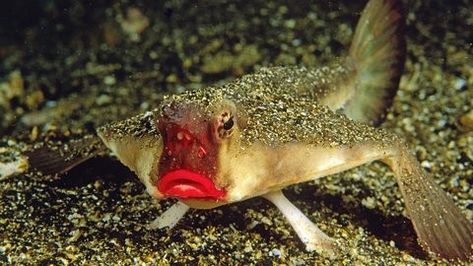 Red Lipped Batfish, Sea Creatures, Red Lips, Fish Pet, Lips, Red