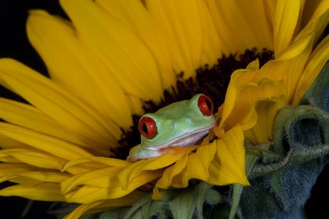 Hide n seek in the sunflowers by AngiWallace on DeviantArt Drawing Realism, Hide N Seek, Sunflower Artwork, Frog Art, Frog And Toad, Cute Frogs, Lizards, Lily Pads, Toad