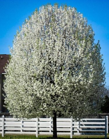 Cleveland Pear Tree, Bradford Pear Tree, Flowering Pear Tree, Weeping Cherry Tree, Eastern Redbud, Tree Growth, Redbud Tree, Japanese Maple Tree, Dogwood Trees