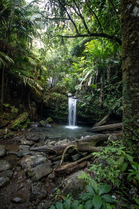 El Yunque Rainforest, El Yunque National Forest, Puerto Rico Vacation, Vivarium, Rain Forest, Tropical Rainforest, Nature Aesthetic, Fantasy Landscape, Nature Pictures