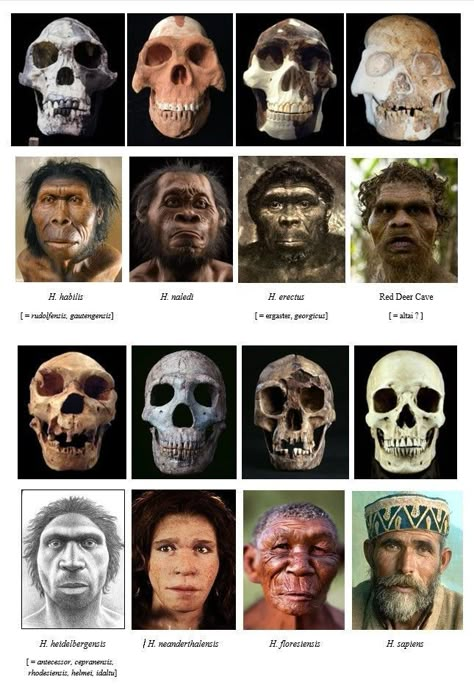 Human Evolution Art, Human Evolution Tree, Anthropology Art, Early Humans History, Evolution Art, Prehistoric Man, Forensic Anthropology, Early Humans, History Facts Interesting