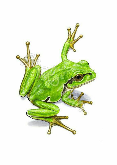 Drawing Biology, Frosch Illustration, Tree Frog Tattoos, Green Tree Frog, Frog Illustration, Frog Pictures, Frog Tattoos, Frog Drawing, Frog Art