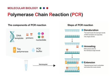 Molecular biology present component principle and process of polymerase chain reaction or PCR technique for DNA amplification Pcr Technique, Cell Biology Notes, Polymerase Chain Reaction, Med School Study, Dna Genetics, Science Inquiry, Molecular Genetics, Biology Worksheet, Study Biology