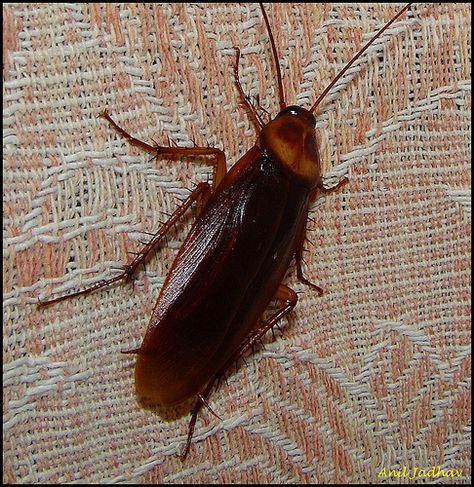 Household Bugs, Palmetto Bugs, Cockroach Repellent, German Cockroach, Cockroach Control, Household Pests, Bug Control, Garden Pests, Pest Control