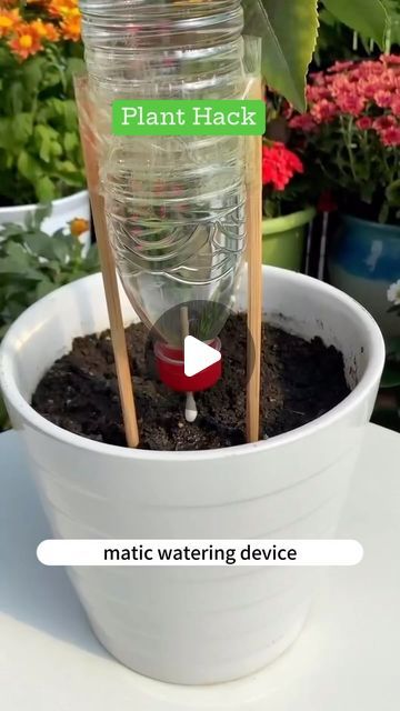 Home Harmony Tips on Instagram: "Looking for a clever hack to keep your plants hydrated effortlessly? Look no further! Today, I want to share with you a brilliant DIY irrigation solution that will ensure your beloved plants never go thirsty again. And the best part? It’s super easy and uses everyday items you probably already have at home!  All you need is an empty plastic water bottle, a cotton swab, some wooden sticks, and tape. Here’s how it works:   1️⃣ Take the empty plastic water bottle and make a small hole near the cap. Insert a cotton swab through the hole, leaving a portion sticking out on both sides.  2️⃣ On the outside of the bottle, attach wooden sticks vertically using tape. These sticks will act as support for your irrigation system.  3️⃣ Now, turn the water bottle upside do Diy Irrigation, Empty Plastic Bottles, Irrigation Systems, Swimming Tips, Green Oasis, Plant Hacks, Patio Plants, Clever Hacks, Cotton Swab