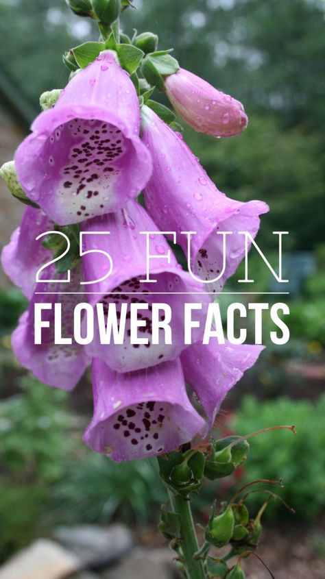 Facts About Flowers, Flower Facts, Air Plants Care, Meteor Garden 2018, Watercolor Fruit, Magic Garden, Smitten Kitchen, Bathroom Plants, Garden Route