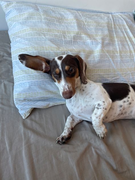 Dachshund Piebald Dachshund Piebald, Piebald Dachshund, Dog Room, Dog Rooms, Weenie Dogs, Rescue Dogs, Great Photos, I Fall In Love, I Love Dogs