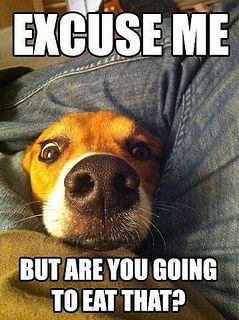 Excuse me - are you going to eat that? by Scunizzo, via Flickr Pocket Beagle, Cesar Millan, Dog Jokes, Dog Quotes Funny, Funny Dog Memes, Funny Dog Pictures, Memes Humor, Funny Animal Memes, Animal Jokes