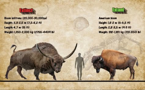 Size Comparison Animal Infographic, Long Horns, Prehistoric Wildlife, Fun Facts About Animals, Prehistoric World, American Bison, Ancient Animals, Extinct Animals, Rhinos