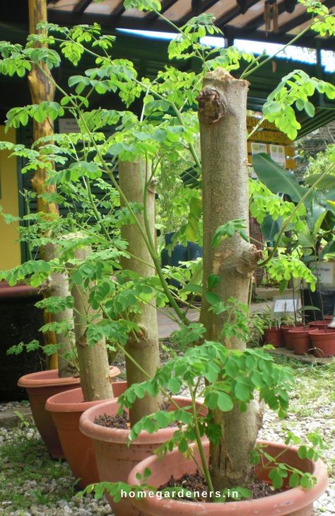 Moringa trees grow easily from cuttings than from seeds as it takes less time to harvest drumsticks. They can grow quickly even in poor soil and bloom after 8 months from planting.  Before planting choose a mature and healthy tree from which you would like to take the cuttings. Birch Garden, Moringa Plant, Moringa Oleifera Tree, Moringa Seeds, Grafting Plants, Moringa Tree, Medicinal Herbs Garden, Vegetable Garden Planning, Healing Plants