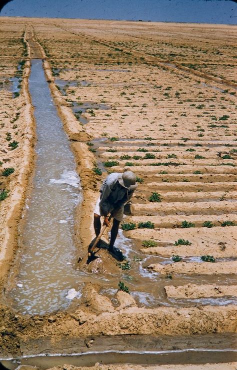 Desert Irrigation, Ancient Egypt Farming, Ancient Farming, Ancient Irrigation, Irrigation Diy, Drip Irrigation Diy, Water Harvesting, Meat Industry, Water Irrigation