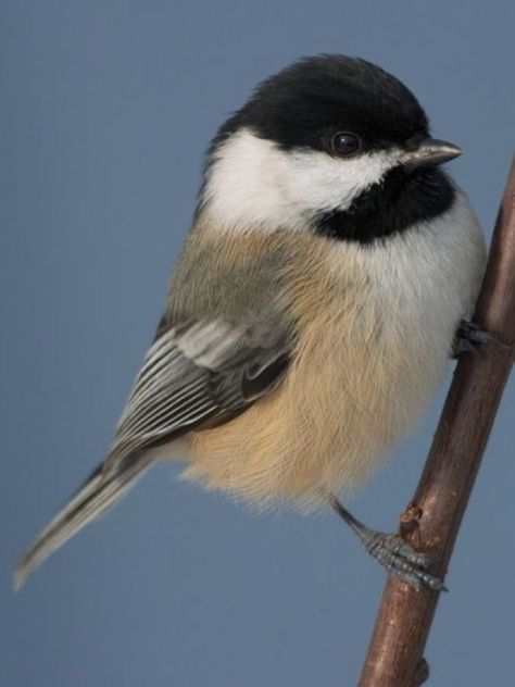 Chickadee Illustration, Chickadee Tattoo, Tattoo Feather, Cat Portrait Painting, Feather Bird, Tattoo Watercolor, Black Capped Chickadee, Bird Paintings, Watercolor Feather