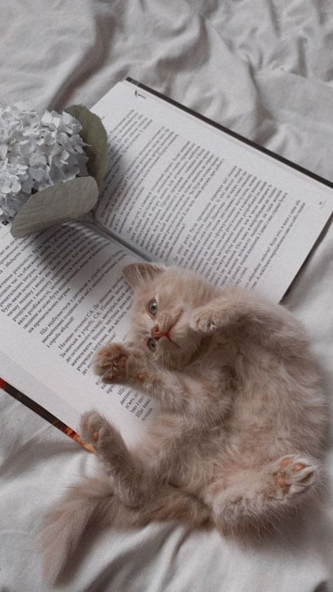 Phone Background Wallpaper, Cat Background, Kitten Photos, Cutest Cat, Book Flowers, Pink Books, Book Wallpaper, Cute Cats Photos, Cat Books