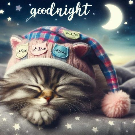 Good night Good Night Cats, Goodnight Sweet Dreams, Good Night Meme, Goodnight Images, Cat Sweet, Good Night Cat, Evening Quotes, Good Night Funny, Goodnight Quotes