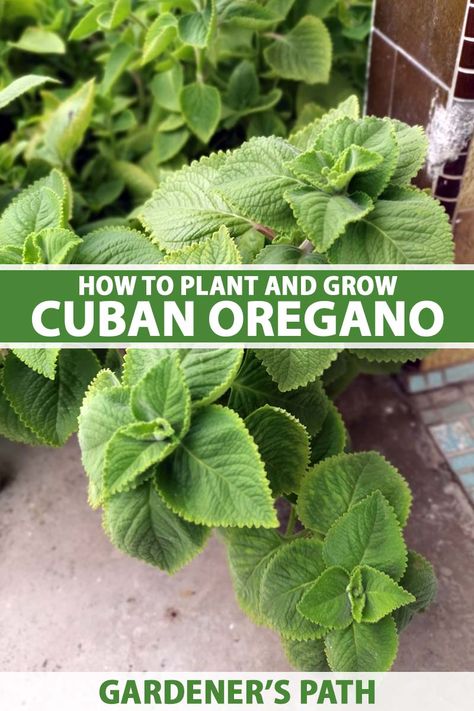 Growing Herbs Outdoors, Cuban Oregano, Coleus Plant, Oregano Plant, Homestead Gardening, Preserving Herbs, Grow Herbs, Vegetable Benefits, Windowsill Garden