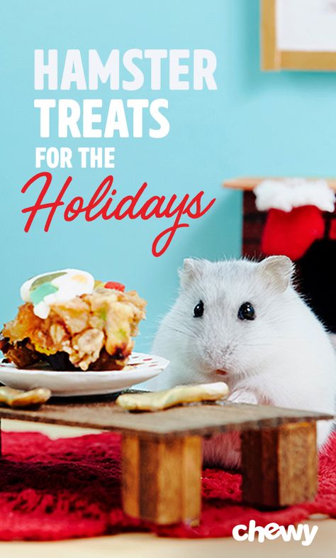 Spoil your hamster this holiday season with these homemade hamster treat recipes perfect for Christmas. Diy Hamster Food Recipes, Hamster Recipes, Hamster Treats Homemade, Diy Hamster Treats Recipes, Hamster Treat Recipes, Diy Hamster Food, Hamster Cage Christmas Decor, Hamster Diy Boredom Breakers, Christmas Hamster Cage