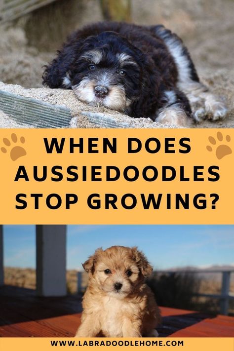 When Do Aussiedoodles Stop Growing? - What You Should Know! Toy Aussiedoodle, Australian Labradoodle, Best Dog Training, Purebred Dogs, Miniature Poodle, Puppy Food, Sleeping Habits, Popular Dog, Toy Poodle