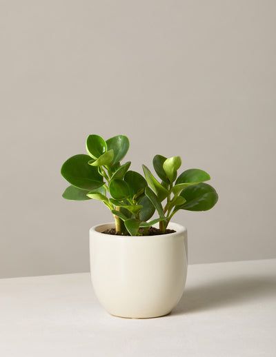 Baby Rubber Plant, Peperomia Obtusifolia, Peperomia Plant, Plant Signs, Rubber Plant, Plant Delivery, Winter Plants, Easy Care Plants, Best Indoor Plants