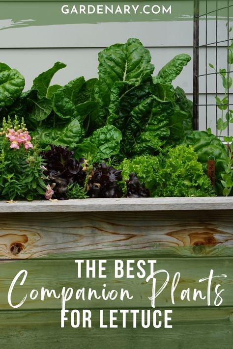 Companion planting with lettuce—Grow lettuce alongside these plants to attract beneficial insects to your garden & repel common lettuce pests like aphids. Planting Lettuce In Raised Beds, Lettuce Companion Planting, Lettuce Garden, Basil Garden, Lettuce Grow, Planting Lettuce, Grow Lettuce, Best Companion Plants, Long Planter