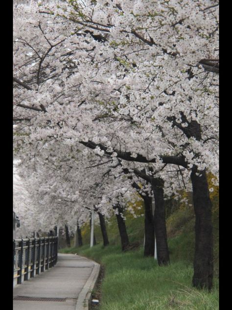 Cherry Blossoms  Cheonan, South Korea Cheonan South Korea, Baground Picture, Korea Photography, South Korea Photography, Cheonan, Japanese Gardens, Learn Korean, Korean Dress, Japanese Garden