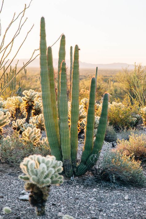 A Guide to Organ Pipe Cactus National Monument Arizona Beauty, Organ Pipe Cactus, Desert Scenes, Opuntia Cactus, Cactus Christmas, Southwest Travel, Mexico Border, Arizona Cactus, Southern Arizona