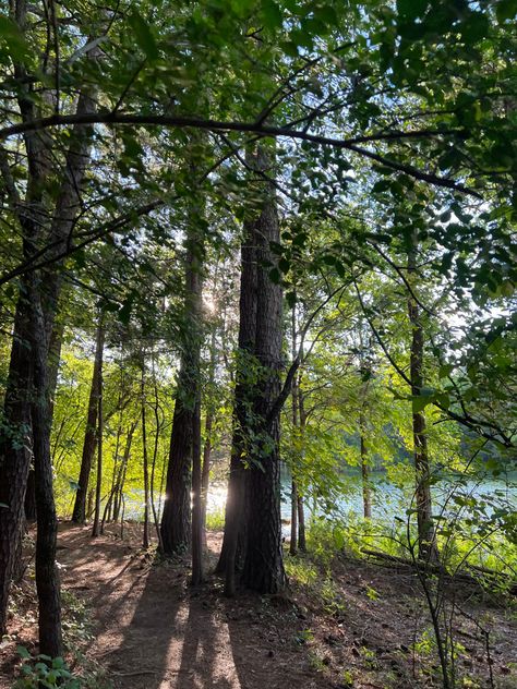 #nature #hiking #lake #trees #aesthetic #forest #scenery #adventure #quarry #cliffs Quarry Lake, Trees Aesthetic, Aesthetic Forest, Forest Scenery, Nature Hiking, Interior Architecture, Tree Trunk, Hiking, Trees