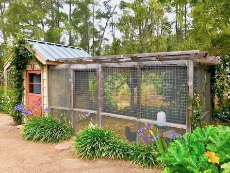 Large Chicken Run Ideas, Cornwall Garden, Australian Labradoodles, Chicken Coop Garden, Creative Garden Decor, Chicken Home, Backyard Chicken Coop Plans, Backyard Chicken Farming, Chicken Coop Designs