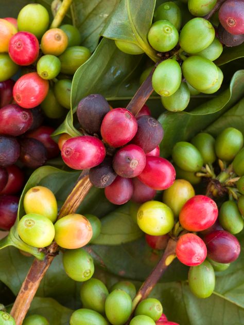 coffee beans Coffee Plants, Growing Trees, Coffee Tree, Coffee Plant, Fast Growing Trees, Bee Garden, Coffee Photography, Arabica Coffee, Fresh Coffee