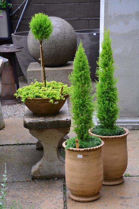 May, 2020 | Dirt Simple Lemon Cypress, Diy Container Gardening, Deborah Silver, Architectural Plants, Limelight Hydrangea, Topiary Plants, Garden Works, Boxwood Topiary, Traditional Landscape