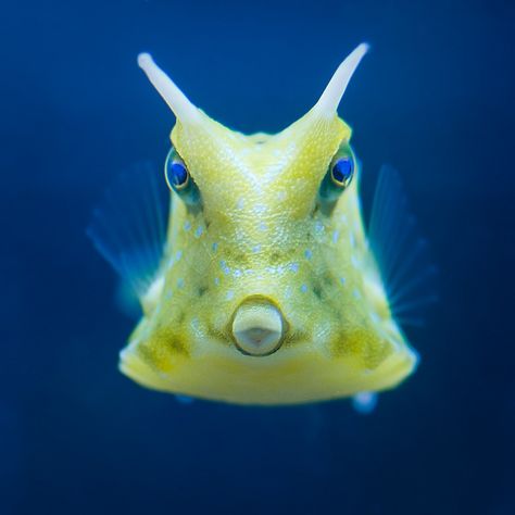 Cowfish-My favorite saltwater fish Longhorn Cowfish, Box Fish, Cow Fish, Saltwater Fish Tanks, Salt Water Fish, Aquariums, Cool Fish, Saltwater Tank, Marine Fish