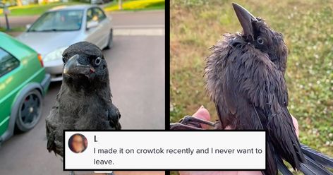 Ultimate Summer Goal: Learn How to Befriend Your Local Crows and Become the Neighborhood Witch How To Befriend Crows, Befriending Crows, Group Of Crows, Loreena Mckennitt, Summer Goals, Tiny Dogs, Amazing Facts, The Neighborhood, Crows