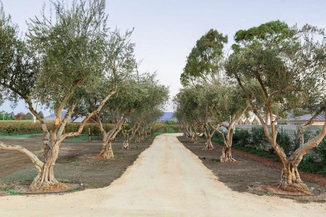 Driveway lined with olive trees...natural and native looking. Olive Tree Driveway, Olive Tree Lined Driveway, Malibu Aesthetic, Sicily Villa, Drive Ways, Lined Driveway, Home Driveway, Olive Orchard, Beautiful Driveways