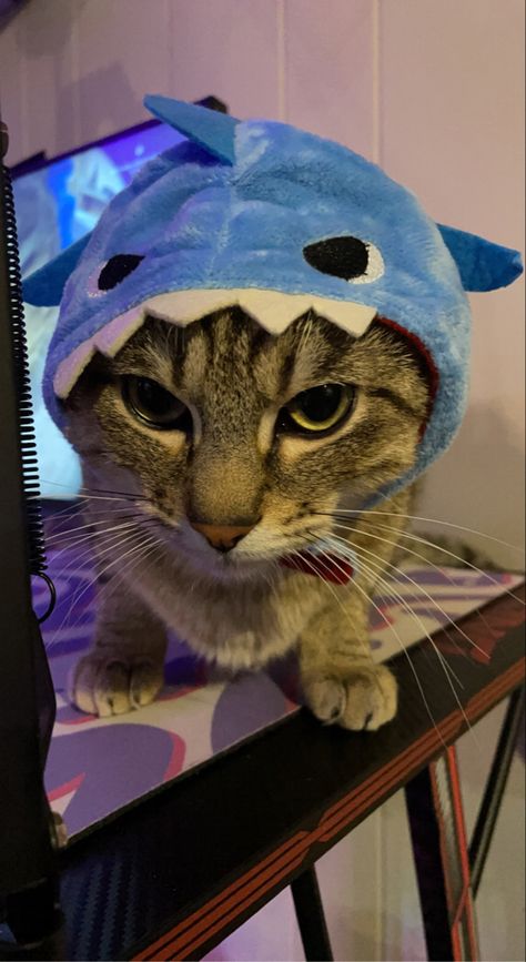 Cat In A Shark Costume, Cat With Shark Hat, Shark Cat Pfp, Blahaj Pfp, Shark Pfp, Shark Cat, Cat Shark, Colorful Hairstyles, Shark Hat