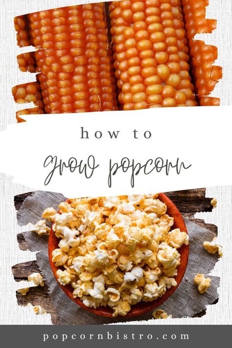 Contrary to popular belief, it is incredibly easy to plant, grow and harvest a large crop of popcorn in your own backyard. You’ll be filled with a sense of awe and amazement when watching your corn pop and develop into a scrumptious snack once it has dried. Not only is it tasty and healthy, but growing your own popcorn is also highly impressive as most people are surprised when they find out that popcorn grows in a similar fashion to traditional sweet corn. Healthy Chip Alternative, Chocolate Covered Popcorn, Corn Pops, Popcorn Kernels, Butter Popcorn, Flavored Popcorn, Cheese Flavor, Sweet Corn, Grow Your Own