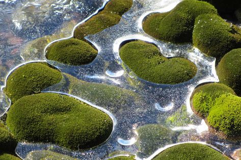 The amazing Antarctic moss - Curious Piskel Art, Moss Covered, Nature Aesthetic, Pretty Places, Mother Earth, Mother Nature, Art Inspo, Mood Board, Art Inspiration