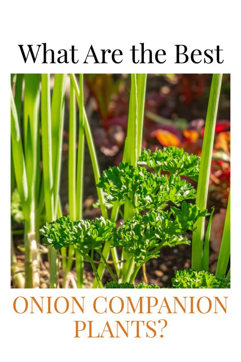 Onion Companion Plants, Garden Onions, Onion Companion Planting, Pepper Squash, Planting Companions, Plant Onions, Onion Garden, Celery Plant, Grow Onions