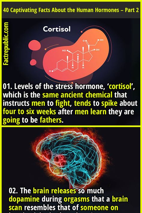 Hormonal Wonders: 40 Captivating Facts About the Dynamic World of Human Hormones – Part 2 - Fact Republic Science Knowledge, Brain Surgeon, Facts About Humans, Fact Republic, Male Fitness, Time Wasters, Push Up Workout, Brain Scan, Interesting Facts About World