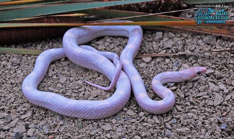 Lavender Corn Snake, Black Albino, Snake Breeds, Weird Insects, Snake Enclosure, Purple Corn, Milk Snake, Snake Tank, Art Random