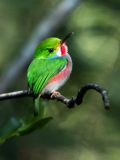 Cuban Tody, Art Prints For Walls, Cuba People, Cuba Culture, Cuba Art, Prints For Walls, Flora Y Fauna, Cuban Art, Prints Photography