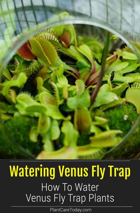 Venus Flytrap Terrarium, Venus Fly Trap Plant, Flytrap Plant, Carnivore Plants, Venus Fly Trap Terrarium, Venus Flytrap Plant, Venus Fly Trap Care, Halloween Plants, Plants Terrarium