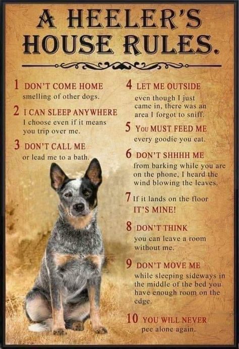 Cattle Dog Quotes, Aussie Cattle Dog, Austrailian Cattle Dog, Cattle Dogs Rule, Blue Heeler Puppies, Heeler Puppies, Blue Heeler Dogs, Red Heeler, Australian Cattle Dogs