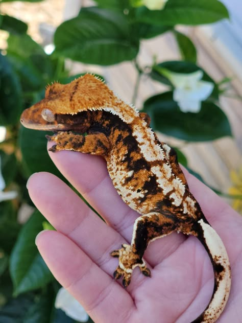 Crested Gecko Types, Flame Crested Gecko, Pet Crested Gecko, Halloween Crested Gecko, Crested Gecko Aesthetic, Crested Gecko Colors, Crested Gecko Morphs, Reptile Expo, Leopard Gecko Morphs