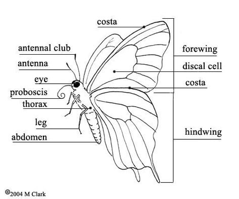 Montessori Apparatus, Jellyfish Sketchbook, Butterfly Reference, Butterfly Anatomy, 2x2 Picture Id, Butterfly Study, Wing Anatomy, Butterfly Bat, Cabbage Butterfly